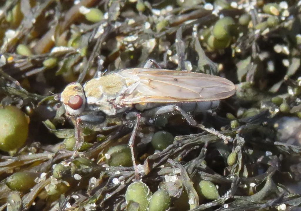 Helcomyza ustulata - photo 2