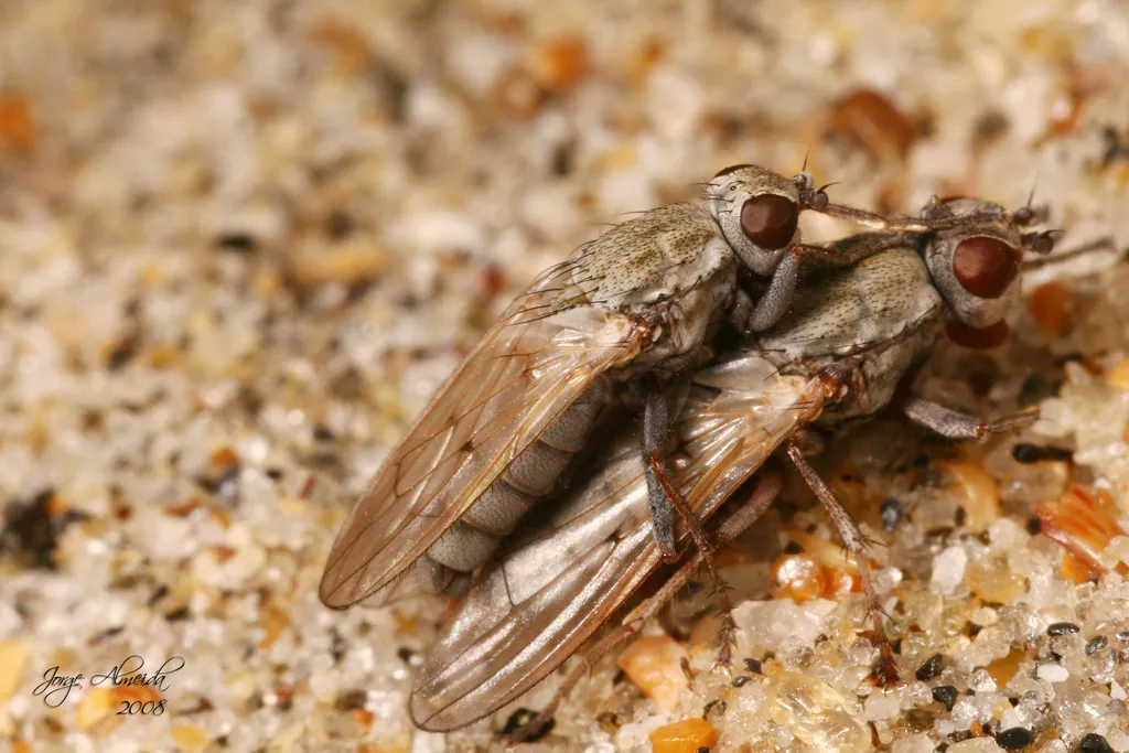 Bridge Flies - photo 2