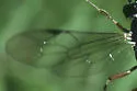 Helcostizus tibialis - photo 4