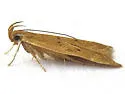 Helcystogramma badia - Hodges#2263 - Helcystogramma badia