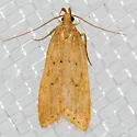 Helcystogramma badia - Hodges#2263 - photo 2