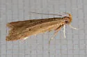 Helcystogramma badia - Hodges#2263 - photo 4