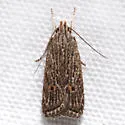 Helcystogramma chambersella - Hodges#2265