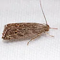 Helcystogramma chambersella - Hodges#2265 - photo 2