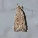 Helcystogramma chambersella - Hodges#2265 - photo 3