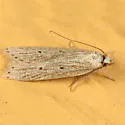 Fernald's Helcystogramma - Hodges#2267