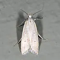 Fernald's Helcystogramma - Hodges#2267 - photo 2