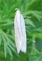 Fernald's Helcystogramma - Hodges#2267 - photo 4