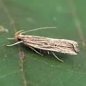 Lanceolate Helcystogramma - Hodges#2268
