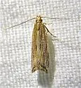 Lanceolate Helcystogramma - Hodges#2268 - photo 3