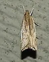 Lanceolate Helcystogramma - Hodges#2268 - photo 5