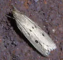 Helcystogramma melanocarpa - Hodges#2269