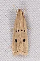 Helcystogramma melanocarpa - Hodges#2269 - photo 4