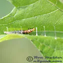 Helcystogramma melantherella - Hodges#2270