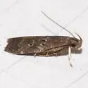 Helcystogramma melantherella - Hodges#2270 - photo 4