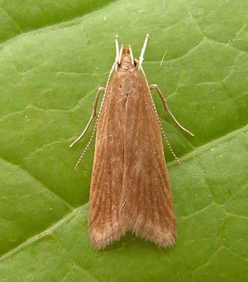 Helcystogramma rufescens