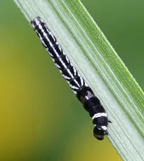 Helcystogramma rufescens - photo 2