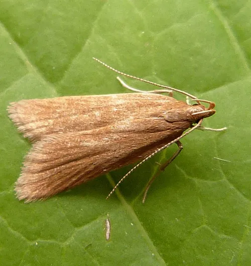 Helcystogramma rufescens - photo 3