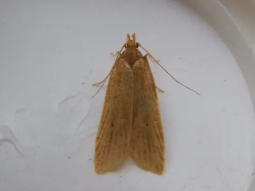 Helcystogramma rufescens - photo 4
