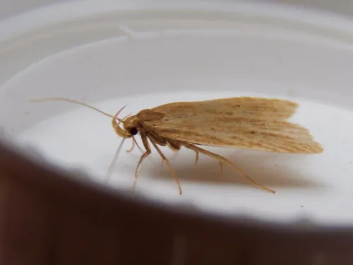Helcystogramma rufescens - photo 5