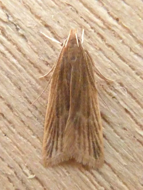 Helcystogramma rufescens - photo 6