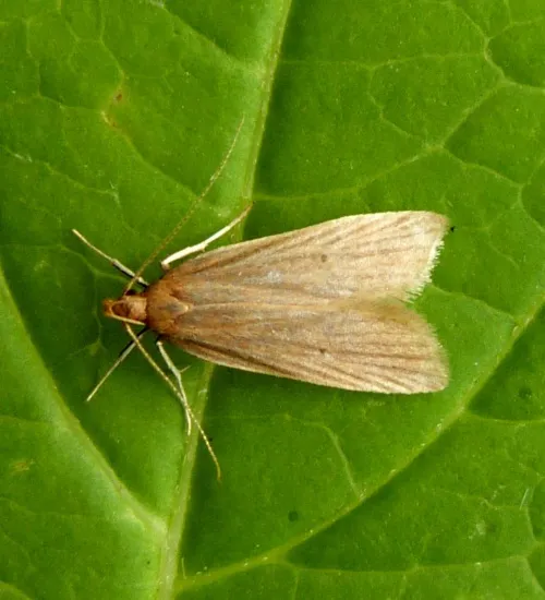 Helcystogramma rufescens - photo 7