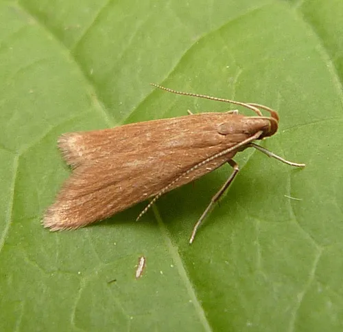 Helcystogramma rufescens - photo 8