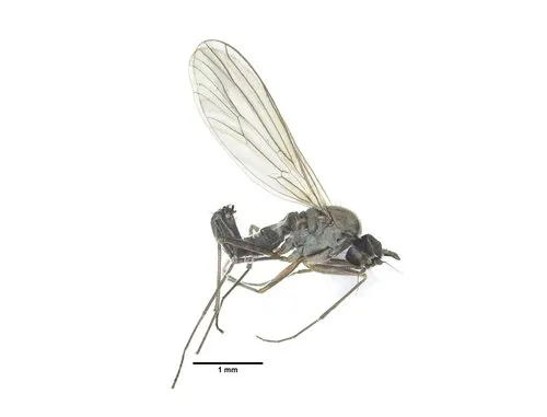Heleodromia japonica