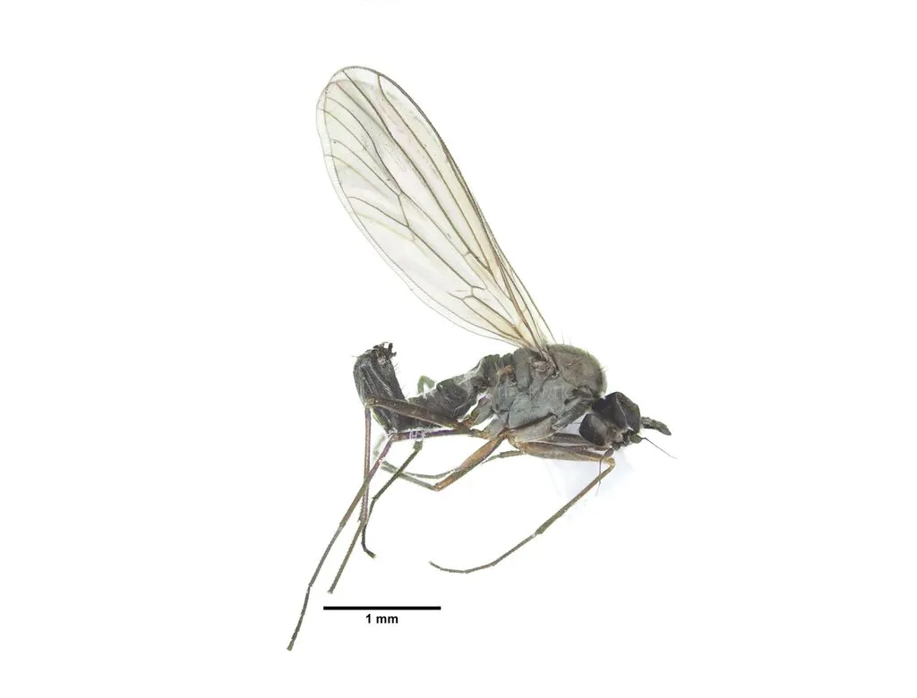 Heleodromia japonica - photo 2