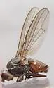 Heleomyza captiosa - Heleomyza captiosa