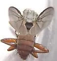 Heleomyza captiosa - photo 2
