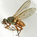 Heleomyza serrata
