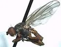 Heleomyza serrata - photo 2