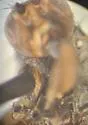 Heleomyza serrata - photo 3