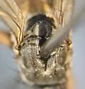 Heleomyza serrata - photo 4