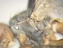 Heleomyza serrata - photo 5