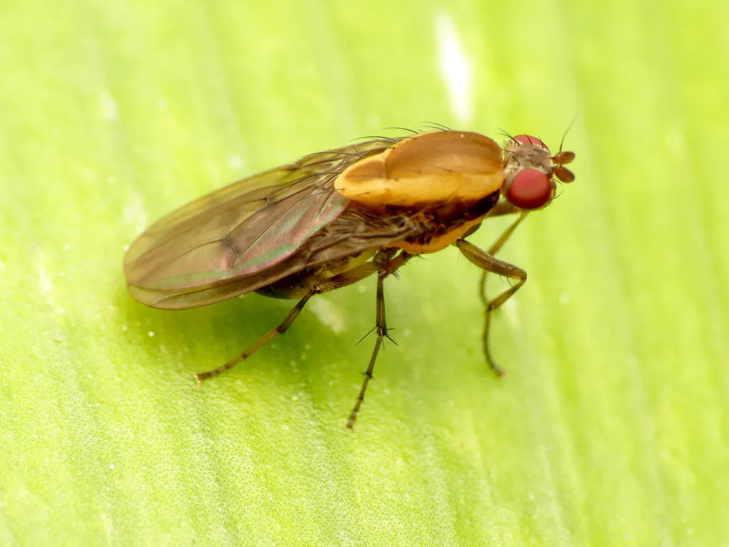 Heleomyzid Flies - Heleomyzidae