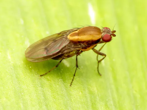 Heleomyzid Flies - photo 3