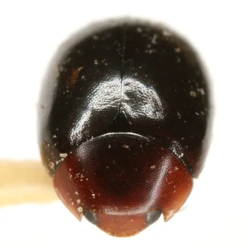 Helesius nigripennis - Helesius nigripennis