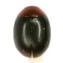 Helesius nubilans - photo 2