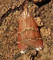 Heliades huachucalis - Hodges#5574.1