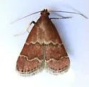 Heliades huachucalis - Hodges#5574.1 - photo 2