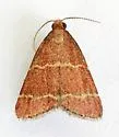 Heliades lindae - Hodges#5574.2 - photo 2