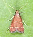 Heliades lindae - Hodges#5574.2 - photo 3