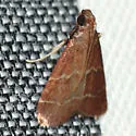 Heliades mulleolella - Hodges#5574