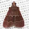 Heliades mulleolella - Hodges#5574 - photo 2