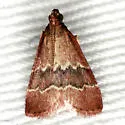 Heliades mulleolella - Hodges#5574 - photo 3