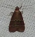 Heliades mulleolella - Hodges#5574 - photo 4