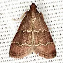 Heliades mulleolella - Hodges#5574 - photo 5