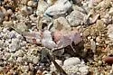 Arroyo Grasshopper